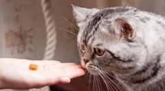 Нуждите на котките в хранителни вещества и енергия